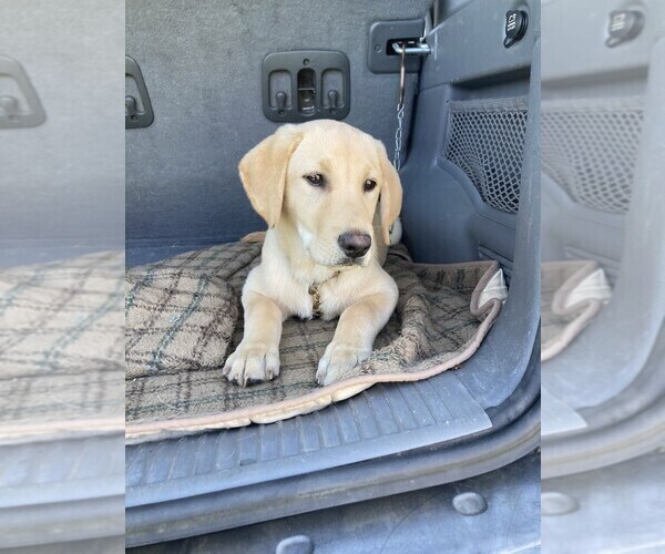 Medium Photo #2 Labrador Retriever Puppy For Sale in WOODBRIDGE, CT, USA