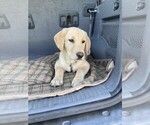 Small #1 Labrador Retriever