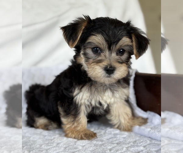 Medium Photo #9 Morkie Puppy For Sale in ROCK STREAM, NY, USA