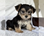 Small #8 Morkie