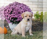 Small #2 Labrador Retriever