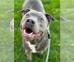 Small #9 American Pit Bull Terrier