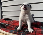 Mickey - Female Australian Cattle Dog Puppy for Sale - Photo #3