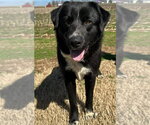 Small Retriever  Mix