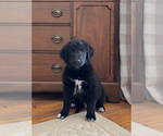 Puppy Maverick Gollie