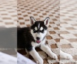 Puppy Puppy 1 Alaskan Husky
