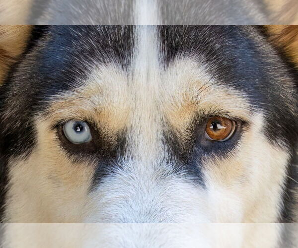 Medium Photo #3 Siberian Husky Puppy For Sale in Hot Springs Village, AR, USA