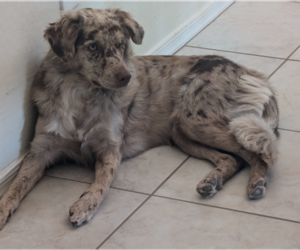 Sheprador Puppy for sale in BUCKEYE, AZ, USA