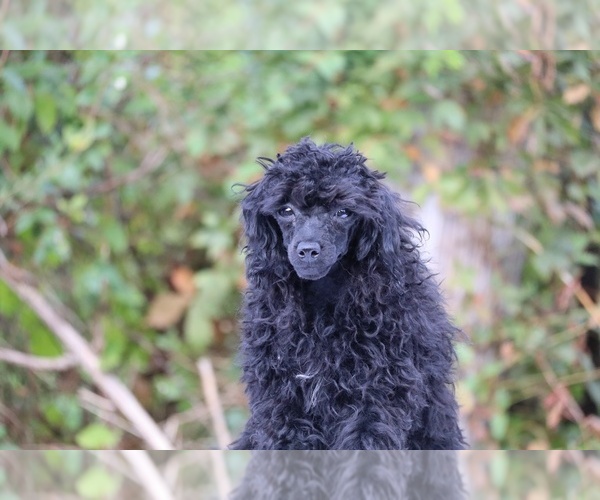 Medium Photo #3 Poodle (Toy) Puppy For Sale in DYERSBURG, TN, USA