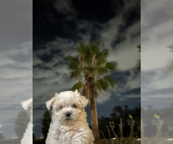 Medium Photo #1 Maltese Puppy For Sale in SAN ANTONIO, TX, USA