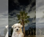 Image preview for Ad Listing. Nickname: Bella