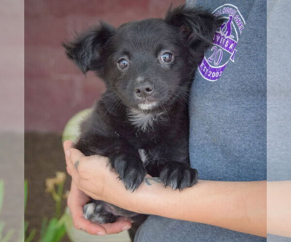 Medium Photo #3 Chiranian Puppy For Sale in Huntley, IL, USA