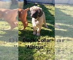 Small #8 Cane Corso