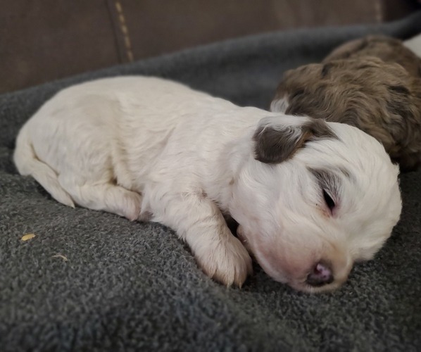 Medium Photo #23 Bernedoodle (Miniature) Puppy For Sale in LEETONIA, OH, USA