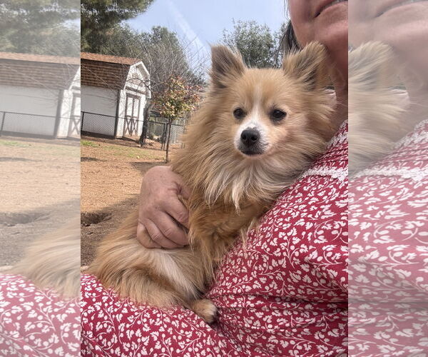 Medium Photo #2 Pomeranian Puppy For Sale in Lake Elsinore, CA, USA