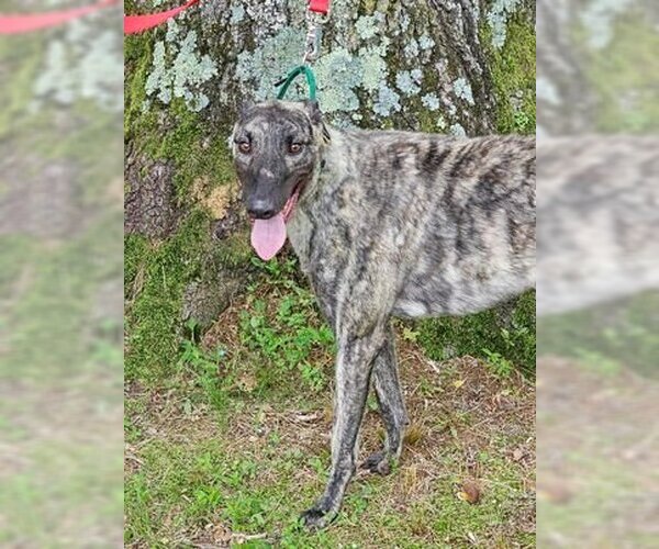Medium Photo #1 Greyhound Puppy For Sale in Cherry Hill, NJ, USA