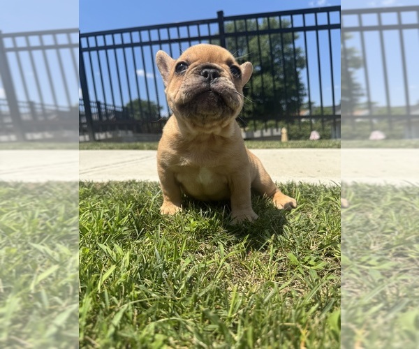 Medium Photo #22 French Bulldog Puppy For Sale in SAYREVILLE, NJ, USA
