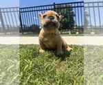 Small Photo #22 French Bulldog Puppy For Sale in SAYREVILLE, NJ, USA