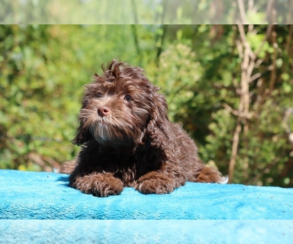 Medium Photo #11 ShihPoo Puppy For Sale in DYERSBURG, TN, USA