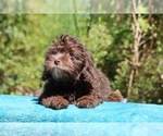 Small #10 ShihPoo