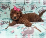 Small #4 Goldendoodle (Miniature)