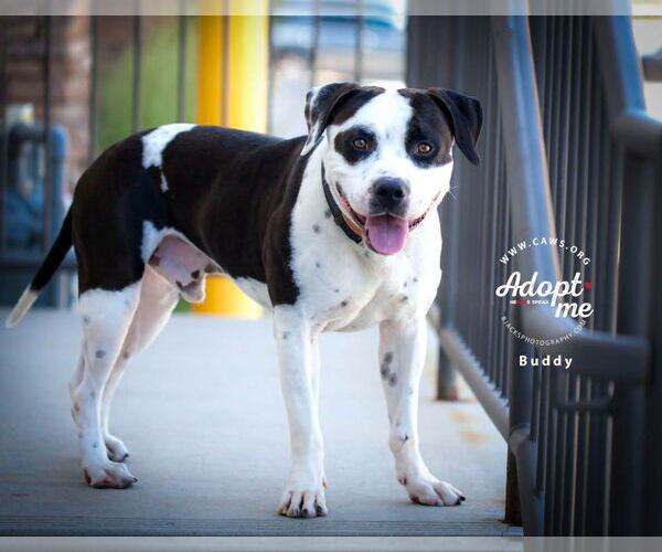 Medium Photo #5 Bullypit Puppy For Sale in Salt Lake City, UT, USA