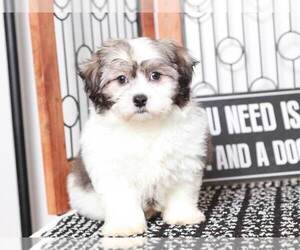 Zuchon Puppy for sale in NAPLES, FL, USA