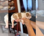 Puppy 1 Olde English Bulldogge