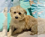 Small Cairn Terrier Mix