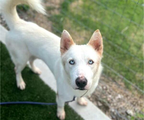 Medium Photo #4 Huskies -Unknown Mix Puppy For Sale in Houston, TX, USA