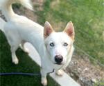 Small #3 Huskies  Mix