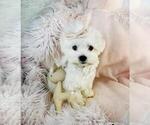 Small #14 Maltese