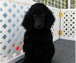 Small Photo #6 Poodle (Standard) Puppy For Sale in SPRING HILL, FL, USA