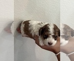 Small #2 Bernedoodle (Miniature)