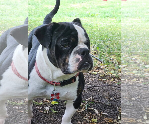 Medium Photo #12 Bulldog Puppy For Sale in St. Louis Park, MN, USA