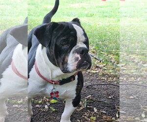 Gherkin - Male Bulldog Dog for Adoption - Photo #12
