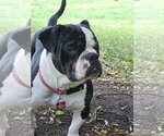 Small #11 Bulldog
