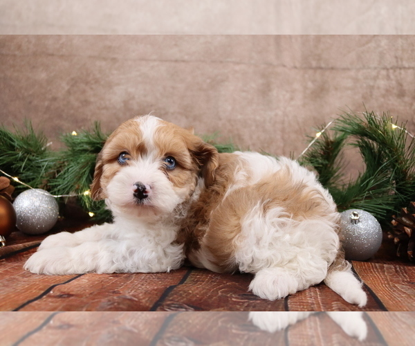 Medium Photo #4 Cavapoo (Toy) Puppy For Sale in WEST SALEM, OH, USA