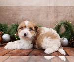 Small #3 Cavapoo (Toy)
