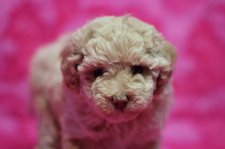 Medium Poodle (Toy)