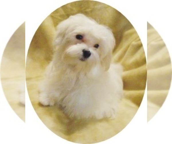 Medium Photo #1 Maltese Puppy For Sale in WINSTON SALEM, NC, USA