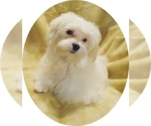 Maltese Puppy for sale in WINSTON SALEM, NC, USA