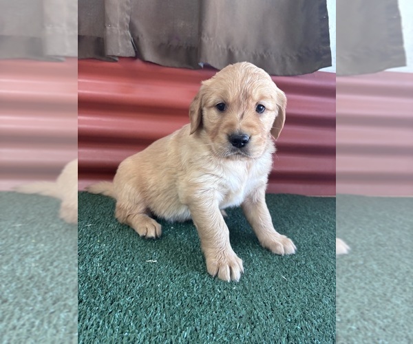 Medium Photo #10 English Cream Golden Retriever Puppy For Sale in CERES, CA, USA