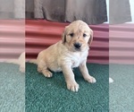 Small #9 English Cream Golden Retriever