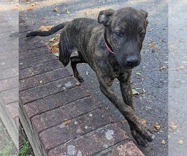 Medium Photo #5 Plott Hound-Unknown Mix Puppy For Sale in Mount Airy, NC, USA