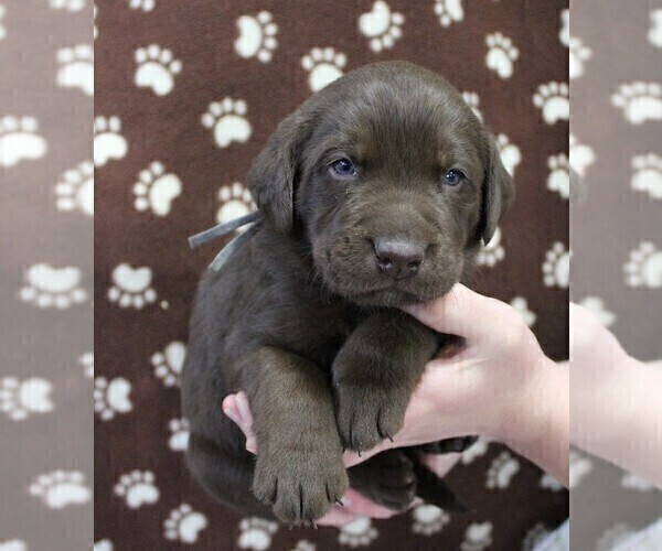 Medium Photo #2 Labrador Retriever Puppy For Sale in SENECA FALLS, NY, USA