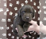 Small Photo #2 Labrador Retriever Puppy For Sale in SENECA FALLS, NY, USA