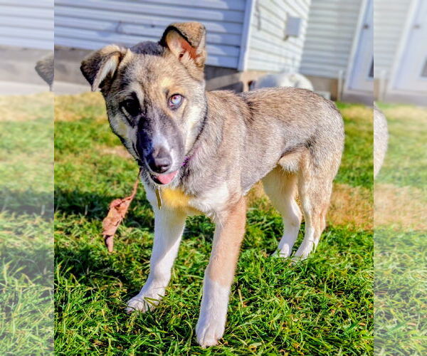 Medium Photo #11 Mutt Puppy For Sale in Sandy, UT, USA