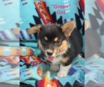 Small #2 Pembroke Welsh Corgi