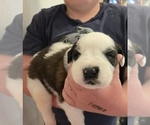 Small #5 Saint Bernard